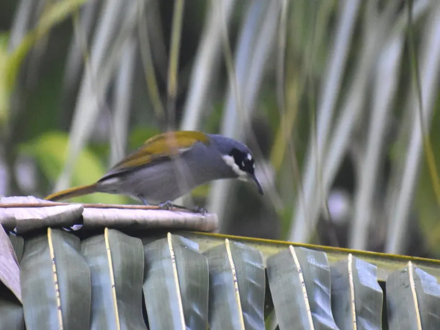 The Grey-crowned palm-tanager card