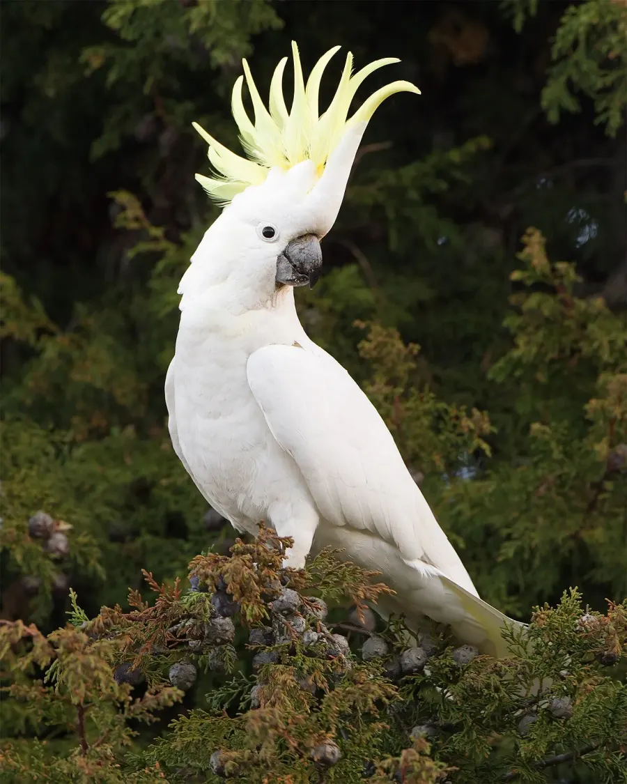 The Cockatoo card