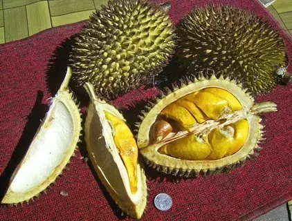 The Durio kutejensis card