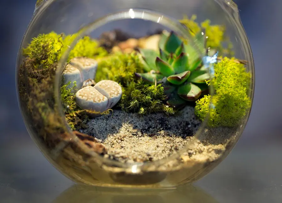 La carte Vivarium