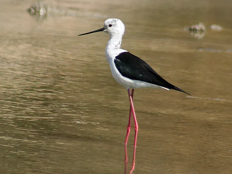 The Stilt card