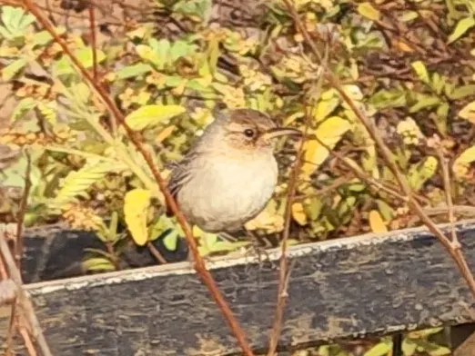 The Socorro wren card