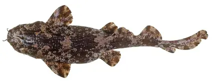 The Cobbler wobbegong card