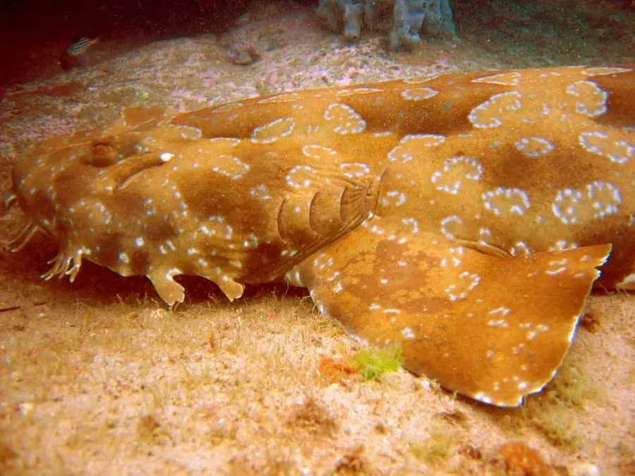 La carte Orectolobus maculatus