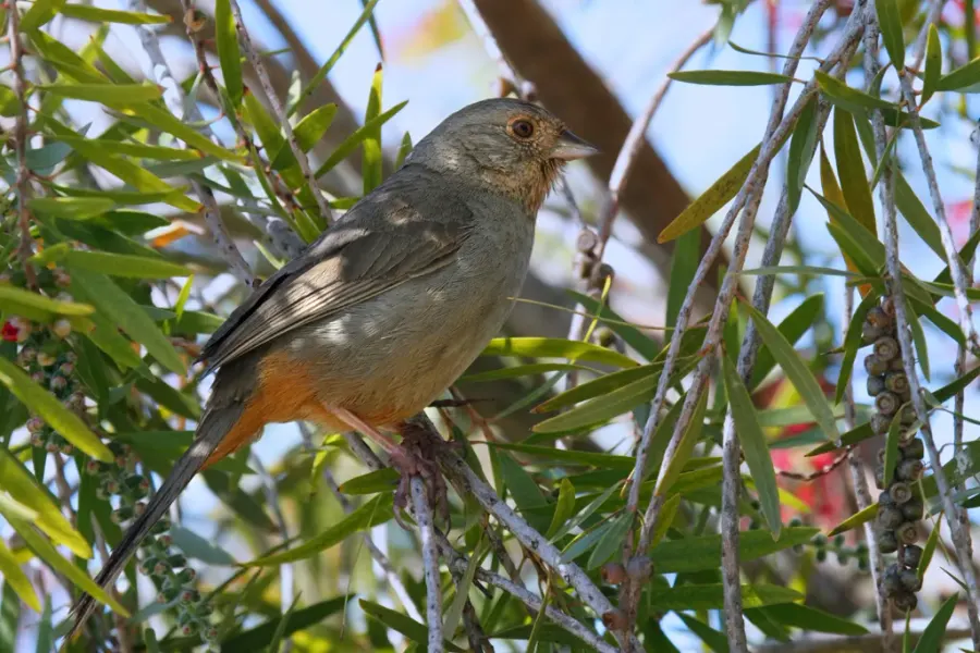 The California towhee card