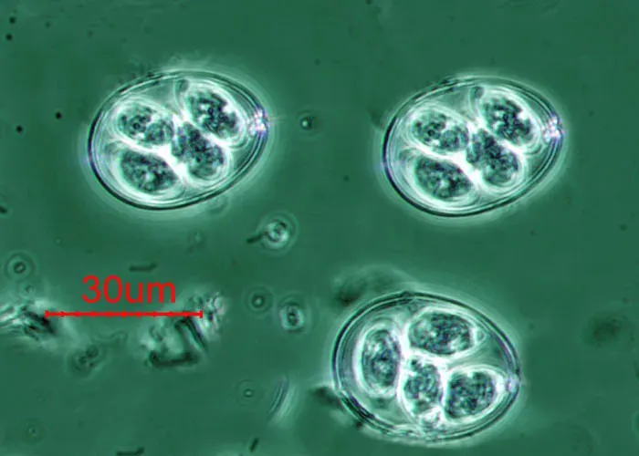 The Conoidasida card