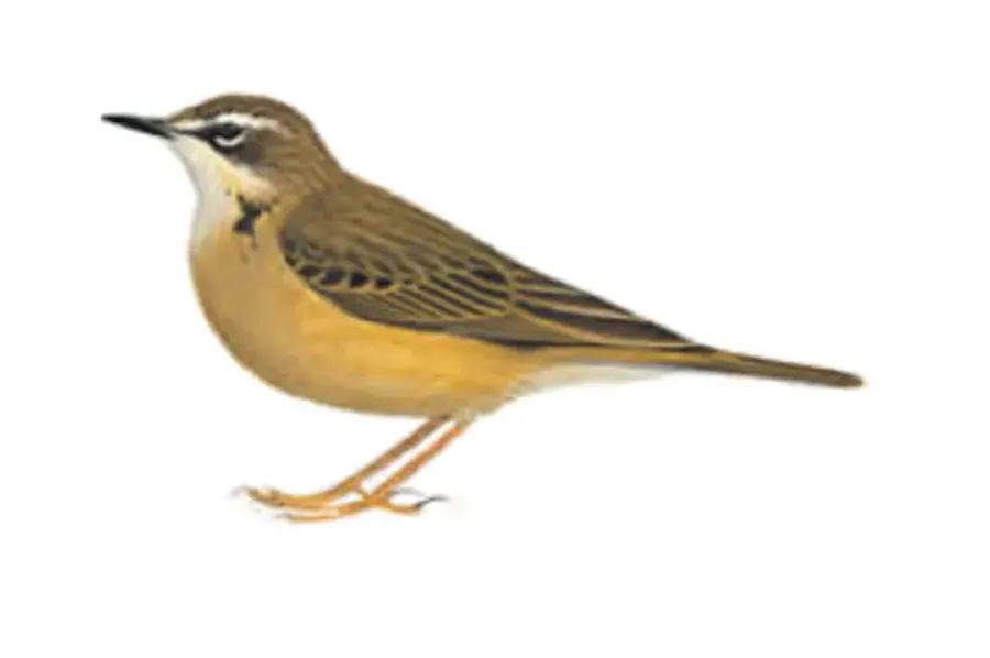 The Alpine pipit card