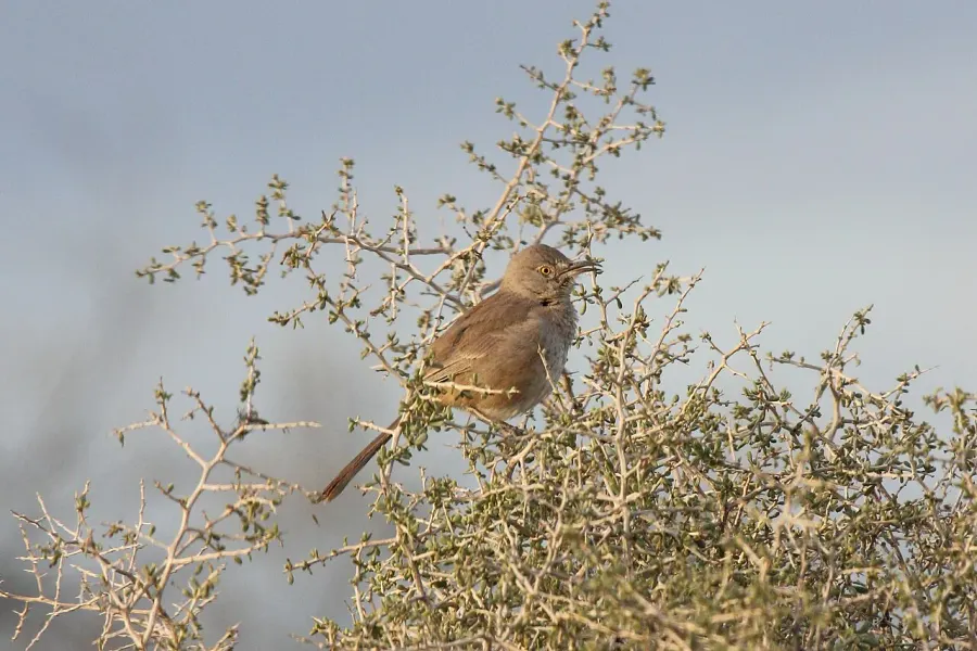 The Bendire's thrasher card