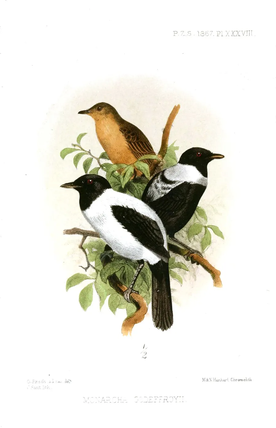 La carte Monarque de Yap