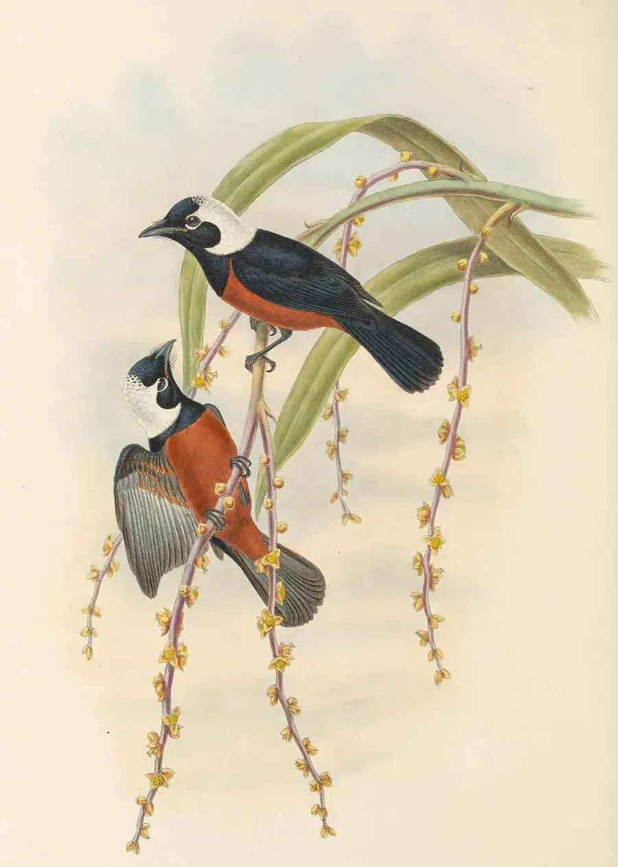 La carte Monarque de Richards