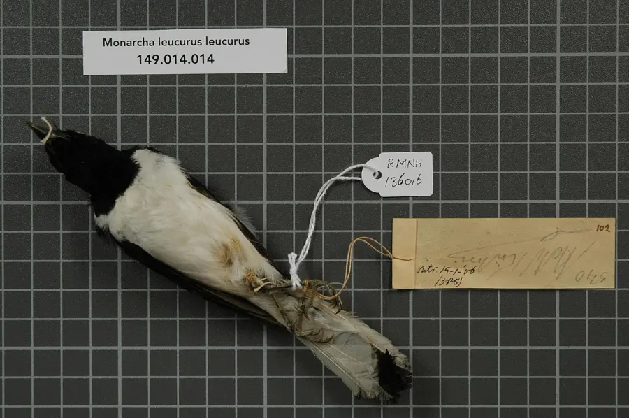 La carte Monarque des Kaï