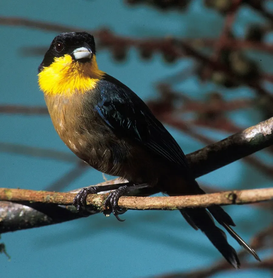 The Yellow-throated tanager card