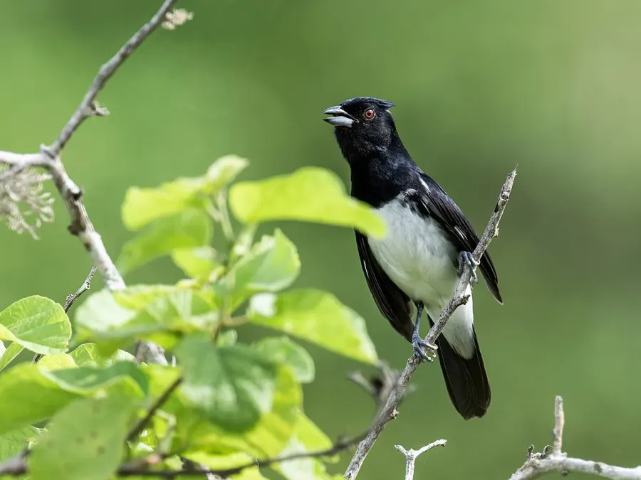 The Black-and-white tanager card
