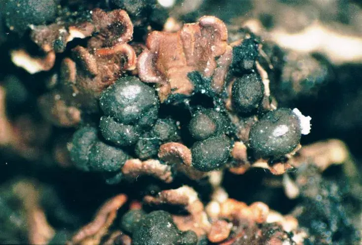 La carte Psoraceae