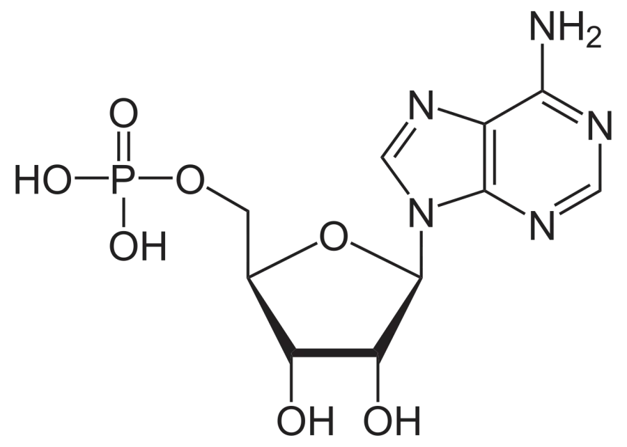 The Adenosine monophosphate card