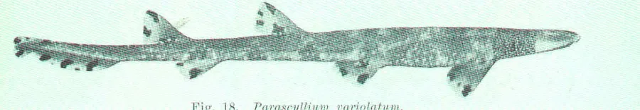 The Necklace carpetshark card