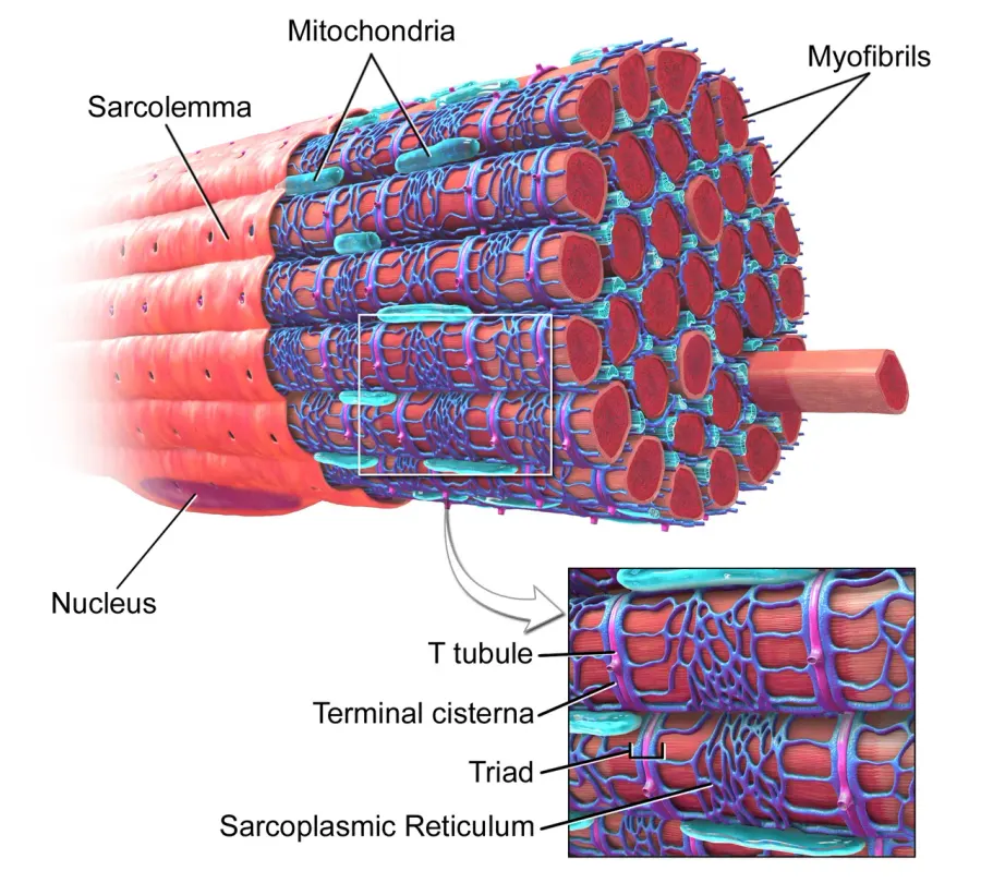 La carte Myofibrille