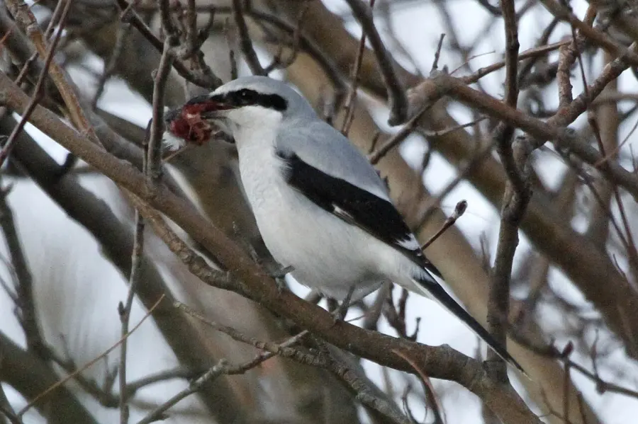 The Northern shrike card