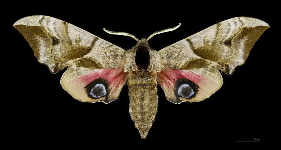 The Smerinthus ocellatus card