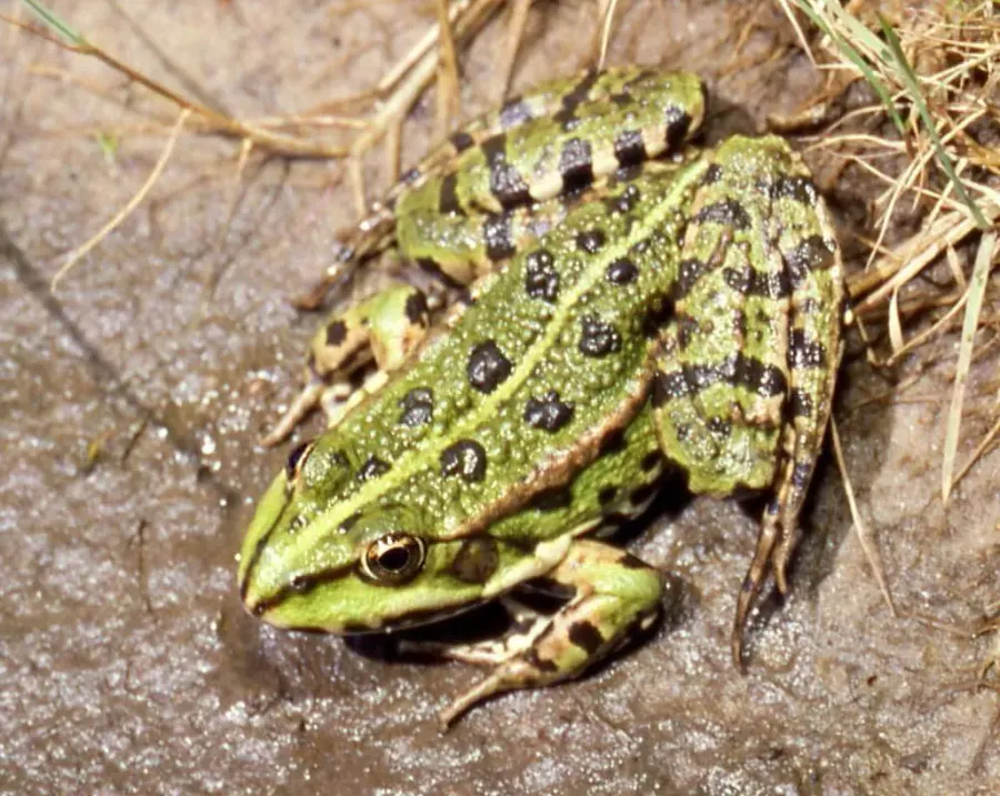 The Marsh frog card