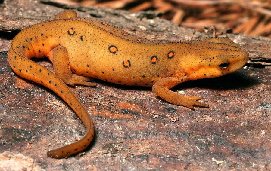 The Salamandridae card