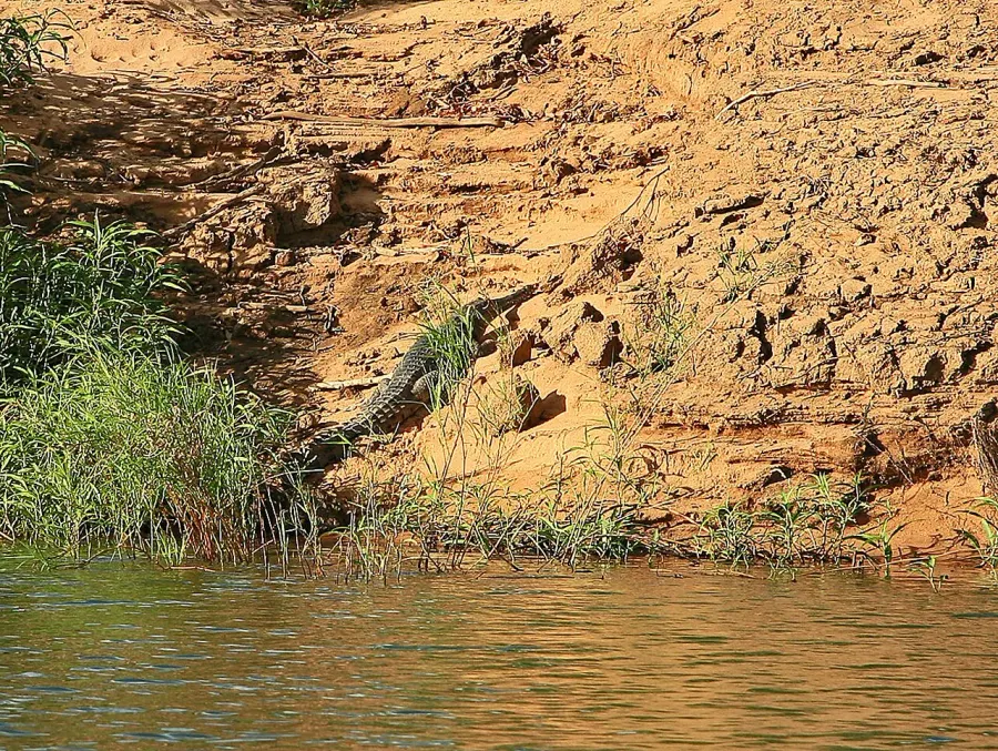 The Freshwater crocodile card