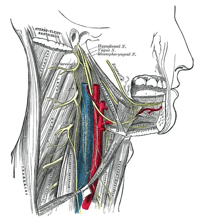 The Hypoglossal nerve card