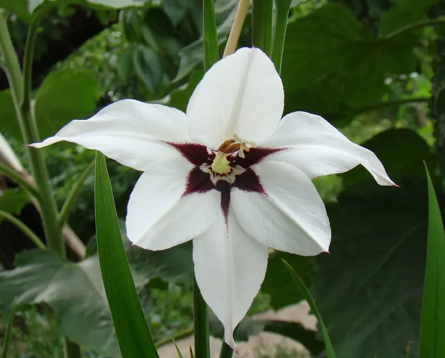 La carte Gladiolus murielae