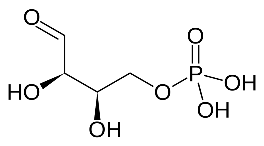 La carte Érythrose-4-phosphate