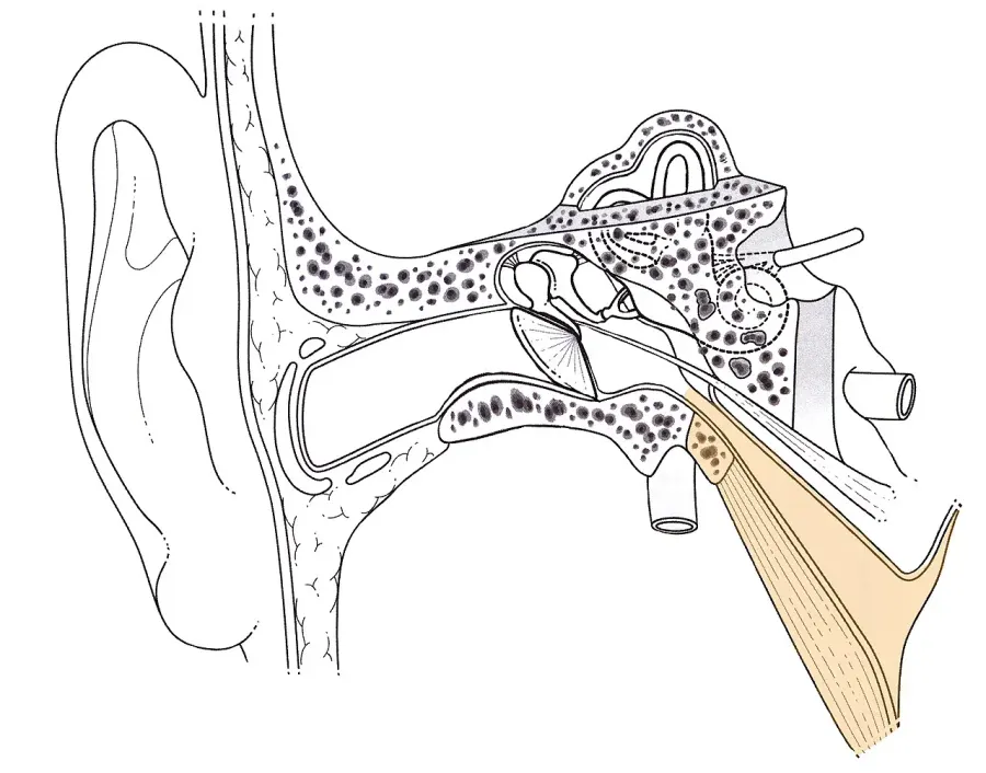 The Eustachian tube card