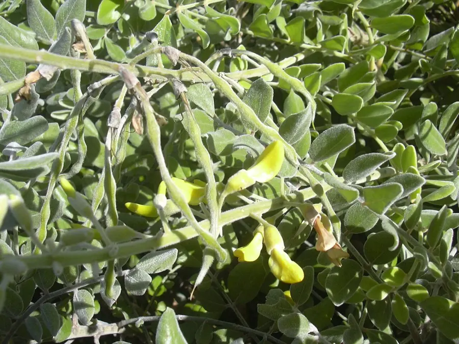La carte Sophora tomentosa