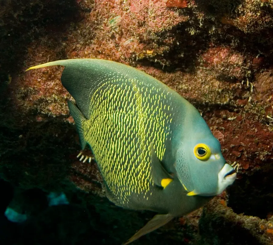 La carte Pomacanthidae