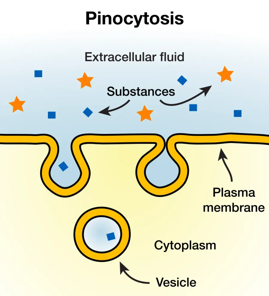 La carte Pinocytose
