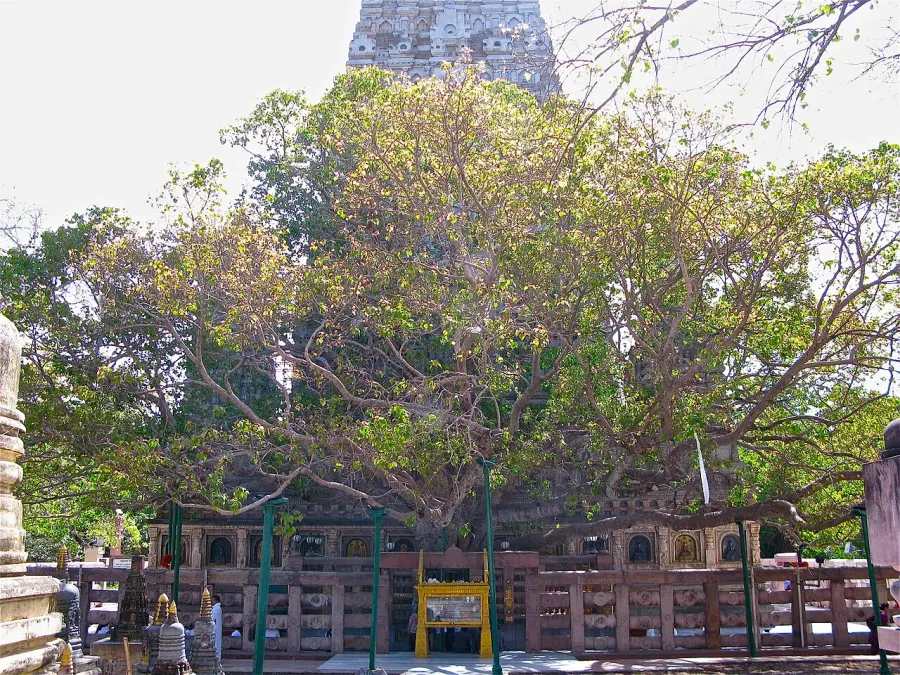 La carte Arbre de la Bodhi