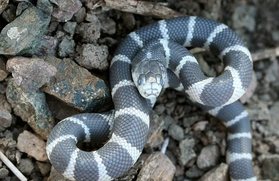 La carte Lampropeltis californiae
