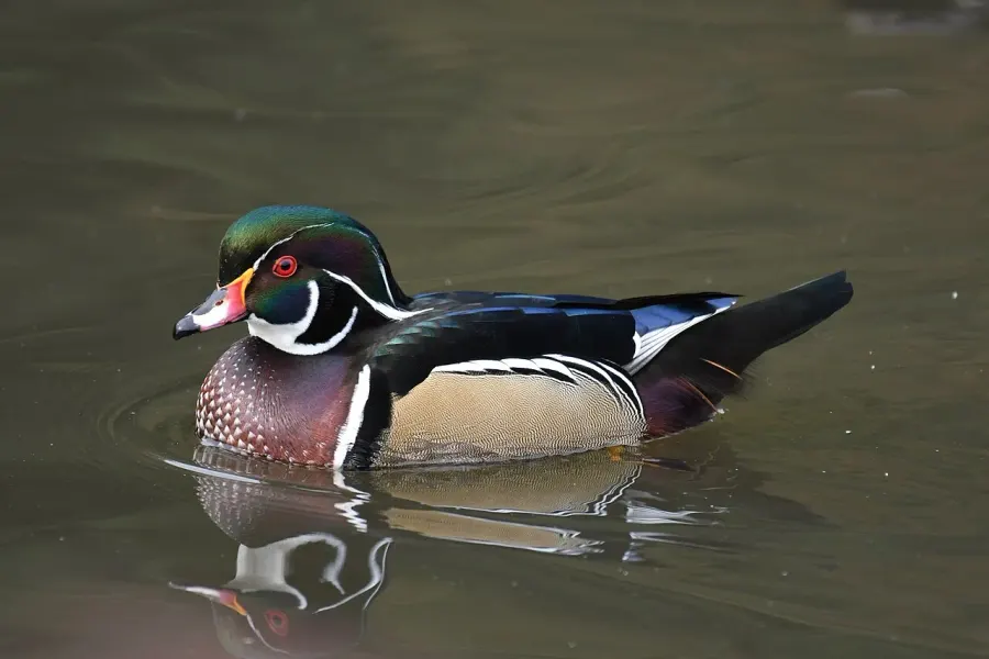 La carte Canard branchu