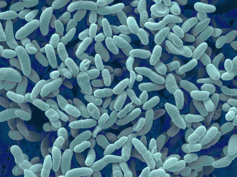 The Acetobacteraceae card