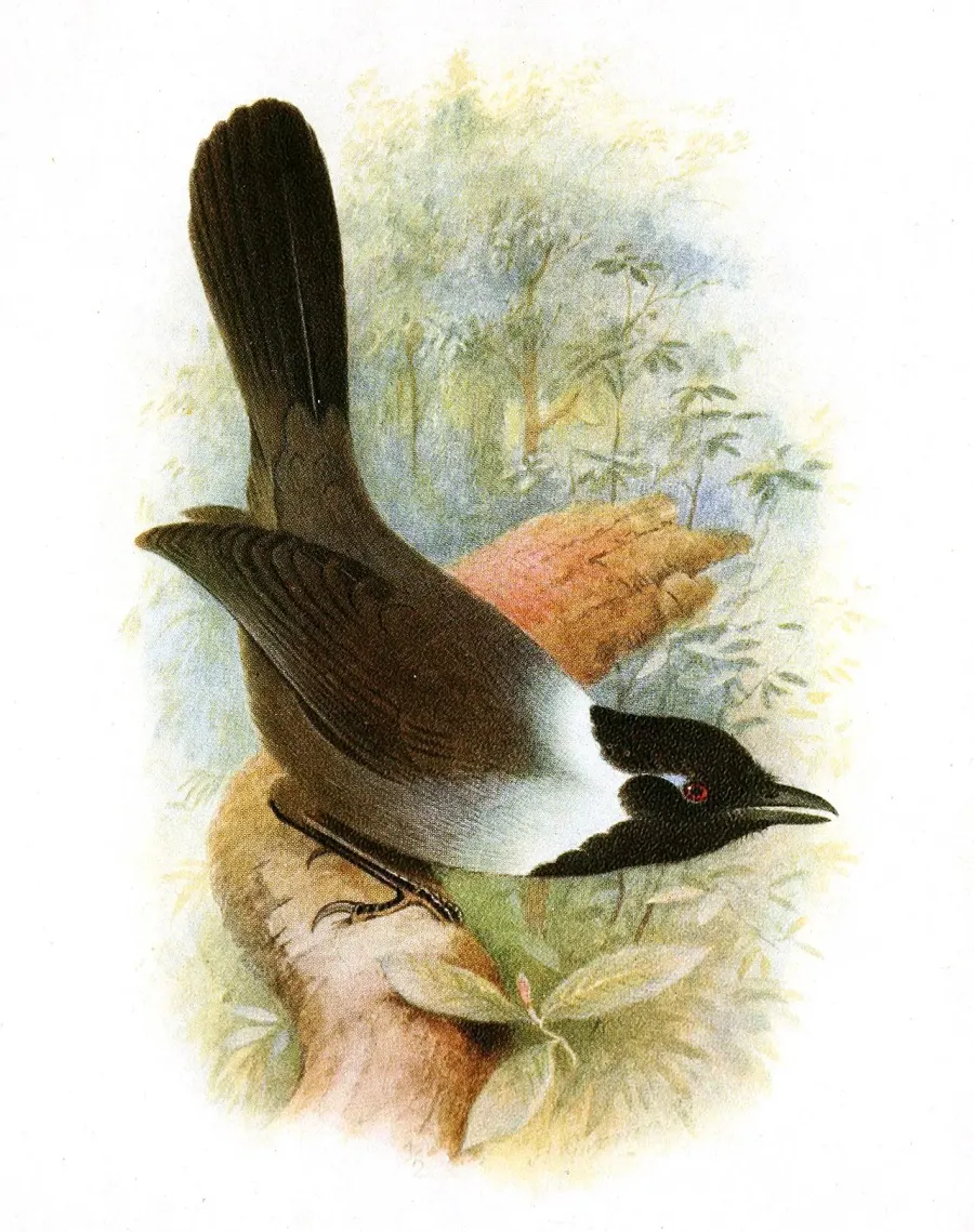 The Black-hooded laughingthrush card
