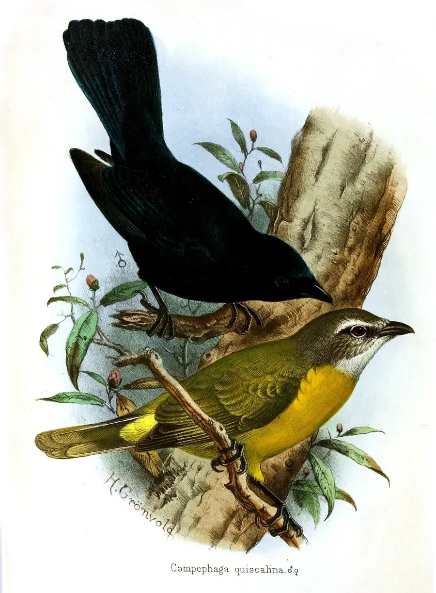The Purple-throated cuckooshrike card
