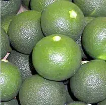 La carte Citrus sudachi