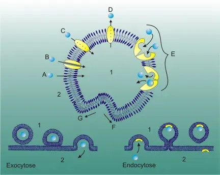 The Exocytosis card