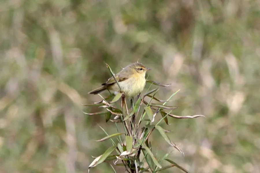 The Buff-throated warbler card