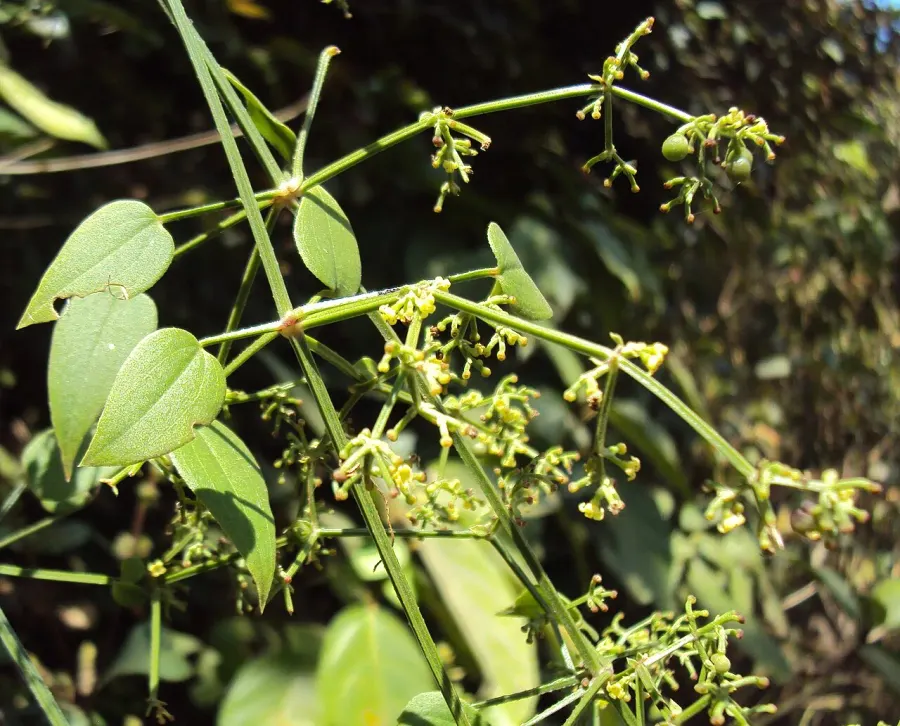 La carte Rubia cordifolia