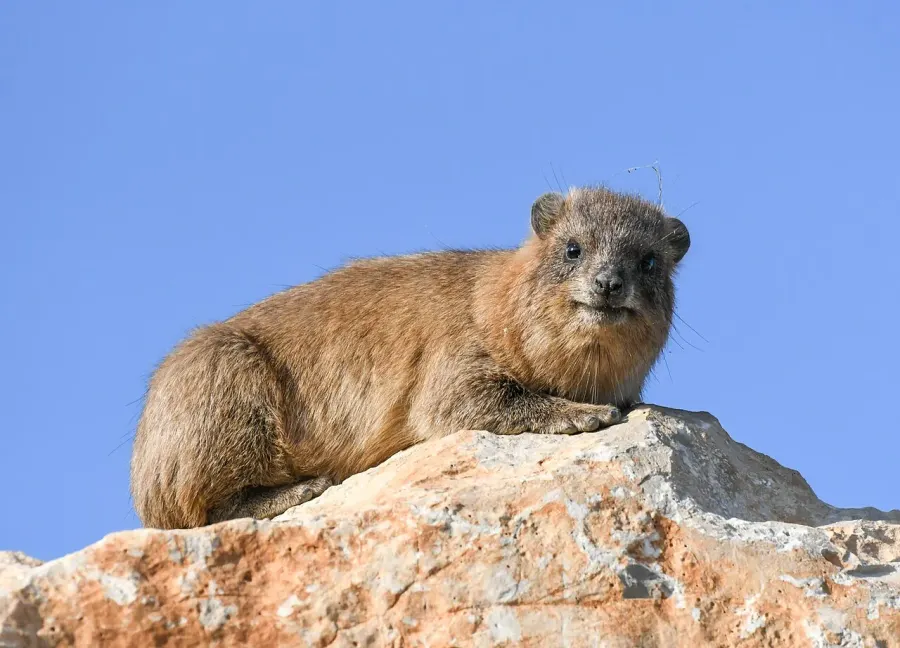 La carte Procavia capensis