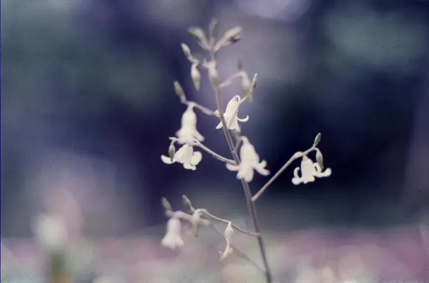 The Conanthera card