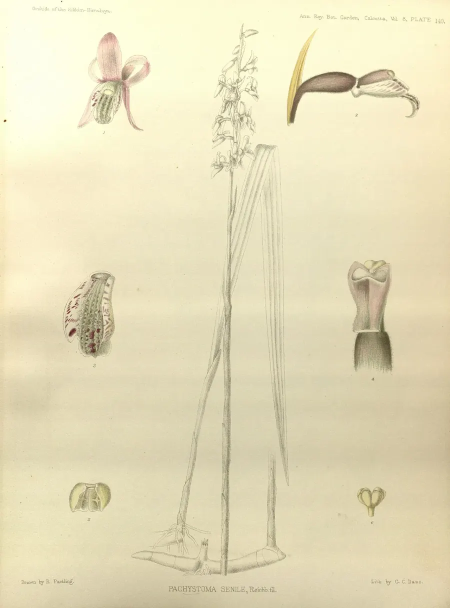 The Pachystoma card