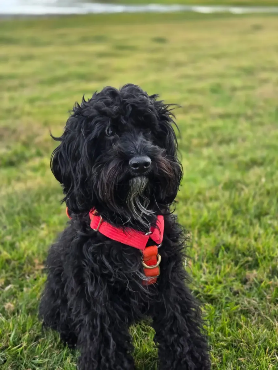 The Cockapoo card