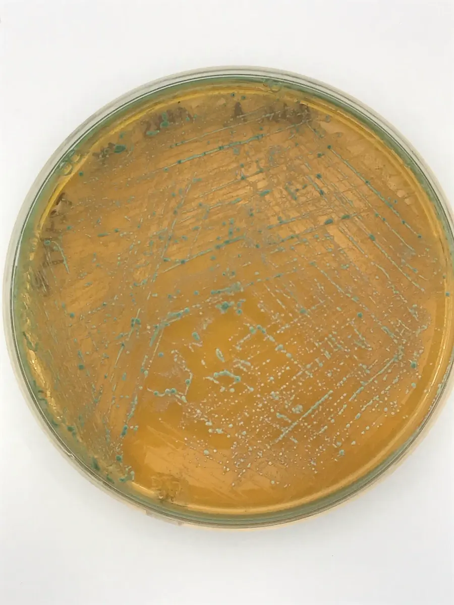 La carte Pediococcus