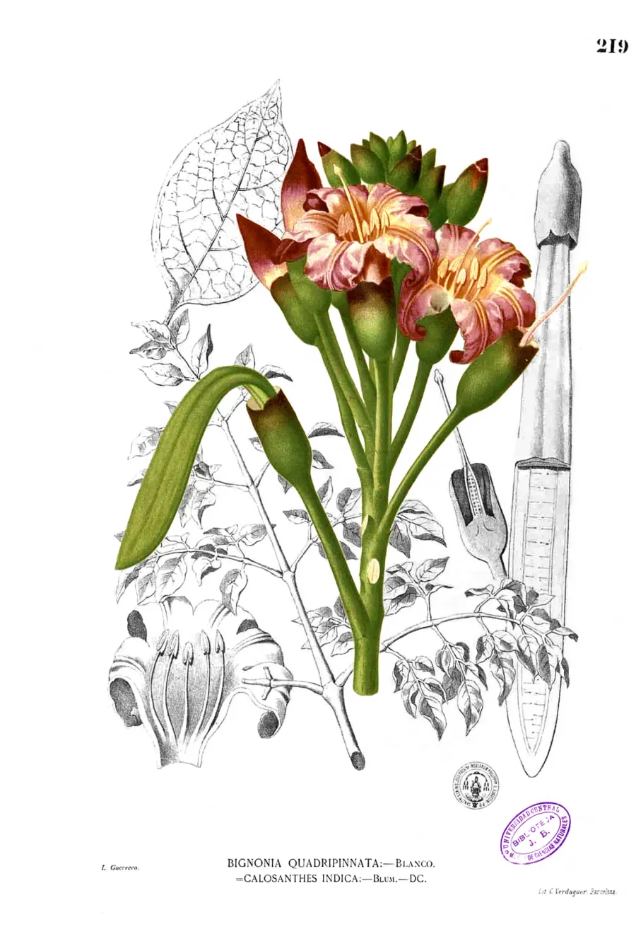 The Oroxylum indicum card
