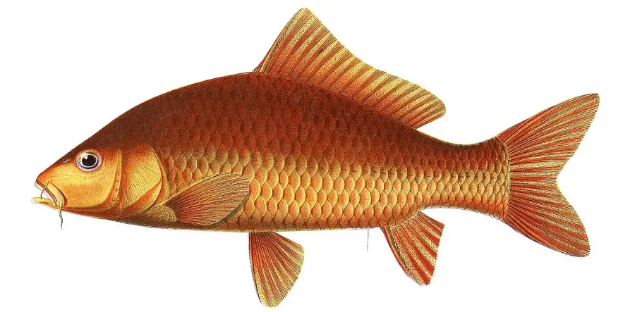 La carte Cyprinus rubrofuscus